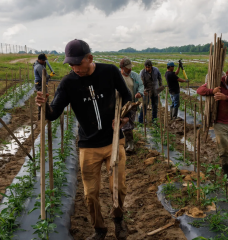 Agricultural workers place stakes in the ground among jalapeño plants.