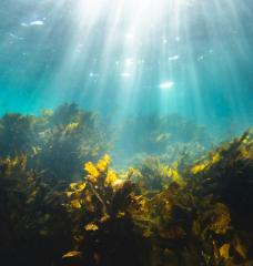No single microbe can break down fucoidan, a tough carbohydrate molecule produced by ocean algae. A team of researchers shows that communities of marine bacteria divide the work instead, offering new insight into how the ocean stores carbon over long periods of time.