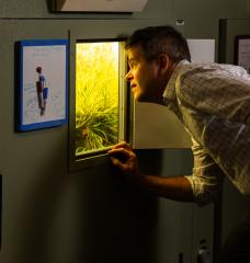 Plants are central to his lab, but David Des Marais sees them as a window into all living things. “Understanding why life is so diverse is fascinating to me,” Des Marais says.
