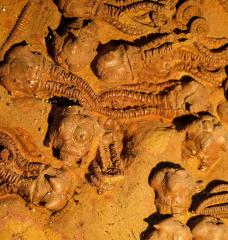 Crinoid fossils from the Permian Period. A new model suggests that the end-Permian and other mass extinctions on Earth may occur when environmental change outpaces the ability of species to adapt.