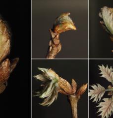 Meghan Blumstein studied red oak genotypes across New England, concentrating on trees that were within reach in Cambridge, Massachusetts. She then collaborated with people doing research at the Harvard Forest, a research forest in rural central Massachusetts. 