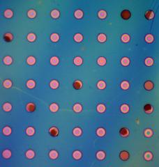 MIT researchers tested the gas permeability of their new polymer films by suspending them over microwells to form bubbles. Some bubbles from 2021 experiments are still inflated. This optical micrograph shows how the films form very colorful spots when suspended over microwells.