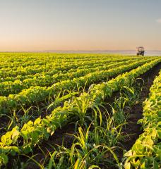 A study by MIT researchers shows how a common fertilizer ingredient could enable new ways to increase plants’ resilience to UV stress and enhance seedling growth.