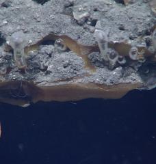 A new study has solved the mystery of how and why columns of the methane gas can stream out of methane hydrates. Both the bubble tubes and the inverted droplets are encased in clear gas hydrate. 