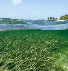 One key factor in determining where microparticles are likely to build up has to do with the presence of biofilms — thin, sticky biopolymer layers shed by microorganisms, which can accumulate on surfaces, including sandy riverbeds or seashores.