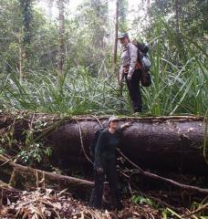 In this photo, Alison Hoyt stands on top of a log during a research trip in a peat swamp forest in Borneo. Tropical peatlands are permanently flooded forest lands, where the debris of fallen leaves and branches is preserved by the wet environment and continues to accumulate for centuries, rather than continually decomposing as it does in dryland forests.