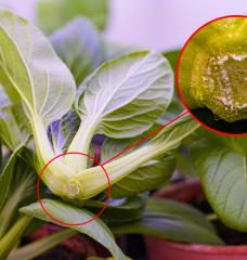 The bottom of a pak choy plant with an inset showing a patch of microneedles.