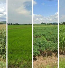 MIT engineers have developed a method to quickly and accurately label and map crop types using a combination of Google Street View images, machine learning, and satellite data to automatically determine the crops grown throughout a region, from one fraction of an acre to the next.  