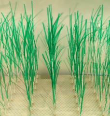 A new MIT study provides greater detail about how thes protective benefits of marsh plants work under real-world conditions shaped by waves and currents. The simulated plants used in lab experiments were designed based on Spartina alterniflora, which is a common coastal marsh plant. 