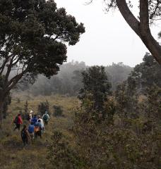 Students hike up Mauna Loa Forest to observe climate change’s impact on native Hawaiian plants.