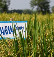 Rice field