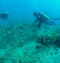 Exploring reefs underwater 