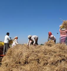 After harvest, farmers worldwide generally burn the waste that remains, creating dangerous levels of toxic haze and wasting potentially valuable resources. The MIT spinoff company Takachar is providing technology that can be used in the field to convert that agricultural waste into a solid, clean-burning fuel. 