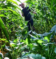 Corn and other crops growing in a field