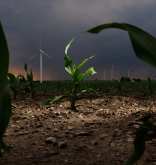 A view from ground-level of a cornfield with rain clouds passing overhead and wind turbines in the background.