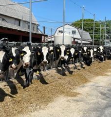 Dairy cows in a horizontal row look at the camera, at Molly Pitcher Milk in Shippensburg, Pennsylvania.