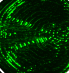 Patterns of suspended 1-micrometer polystyrene particles in channel shapes are given by a new AI platform (interior boundary highlighted in white). An applied surface acoustic wave propagates from left to right. 