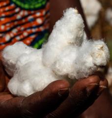 Woman holding cotton in hand