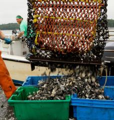 Oyster farmers work from a floating barge in the Damariscotta River Estuary in Maine, where they harvest and sort grown oysters.