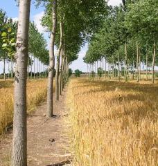 Agroforestry could accelerate climate progress